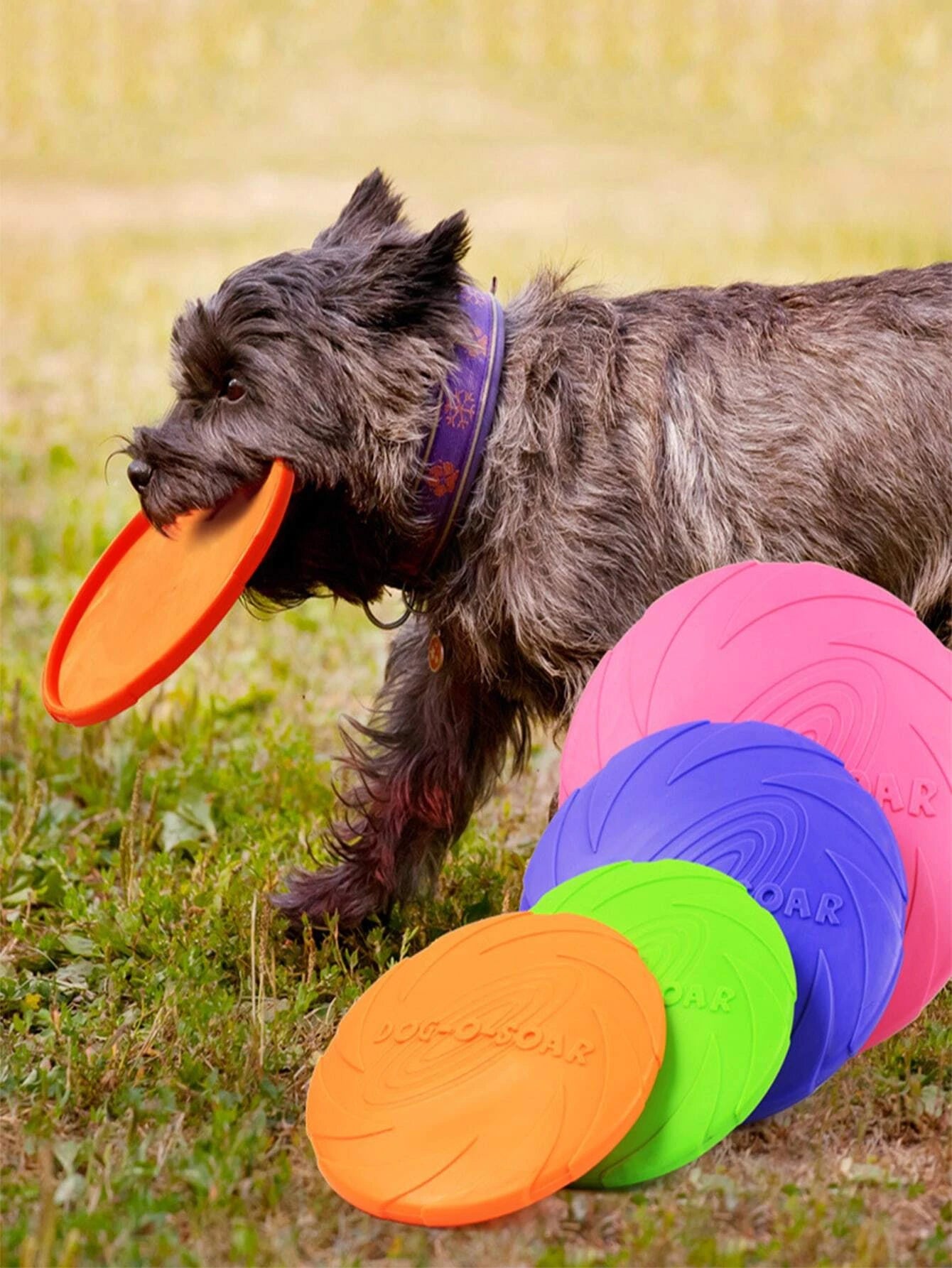 Hundefrisbee Training